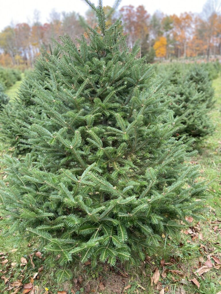 Christmas trees at Barry Farms in Harwinton, CT - Tree farm and pre-cut