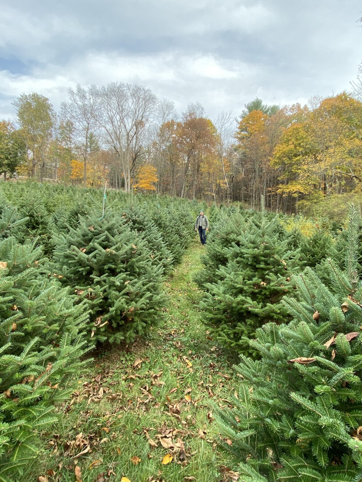 Christmas trees at Barry Farms in Harwinton, CT Tree farm and precut