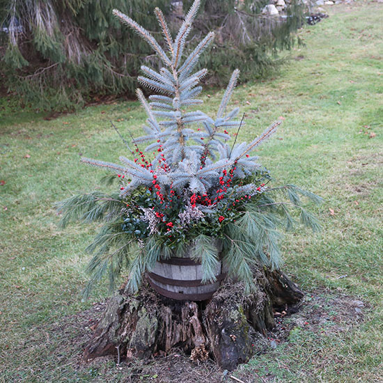 Centerpieces for holiday table or mantle made by Barry Farms - Harwinton