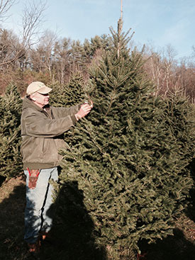 Nova Scotia Balsam Christmas Trees on the farm