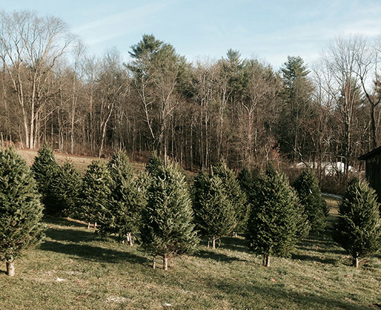 pre-cut Christmas trees CT