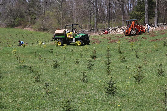 Planting Christmas trees