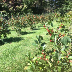 winterberries for holiday decorating