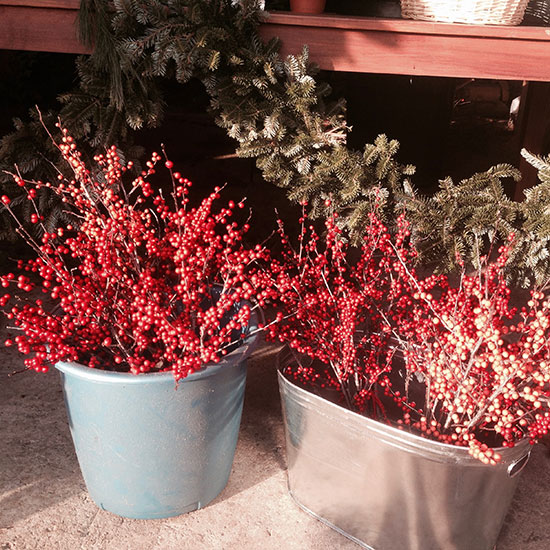 Winterberries for holiday decorating