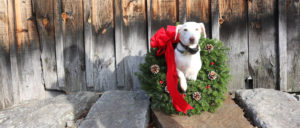Wreaths with white dog